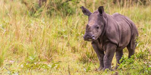 Murchison Falls NP & Ziwa Rhino Ranch
