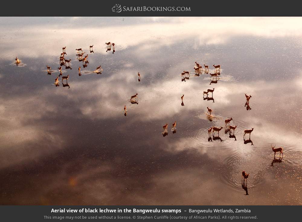 Aerial view of black lechwes in the Bangweulu swamps in Bangweulu Wetlands, Zambia