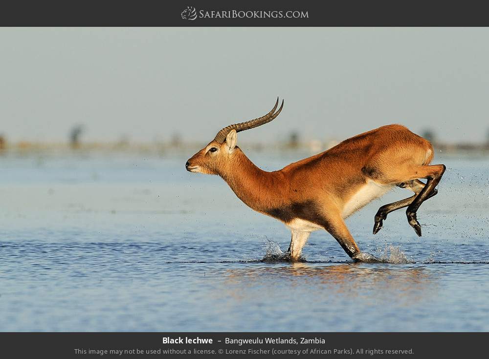 Black lechwe in Bangweulu Wetlands, Zambia