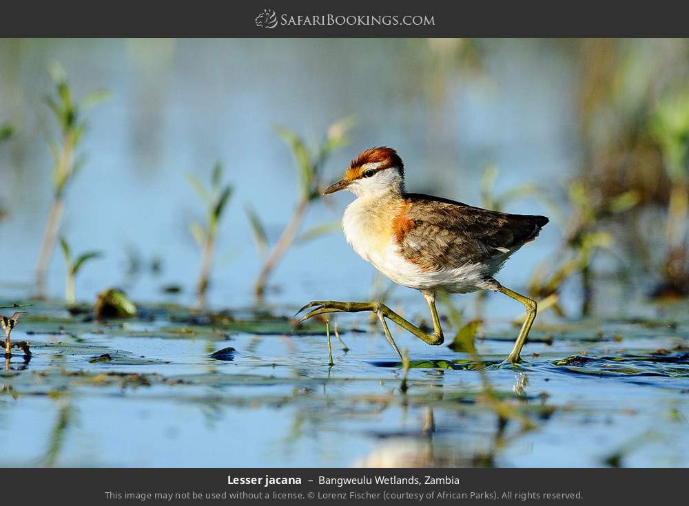 Lesser jacana in Bangweulu Wetlands, Zambia