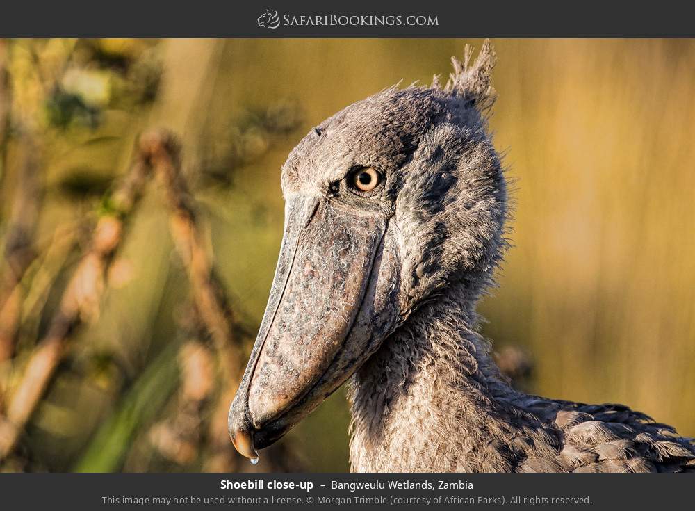 Shoebill close-up in Bangweulu Wetlands, Zambia