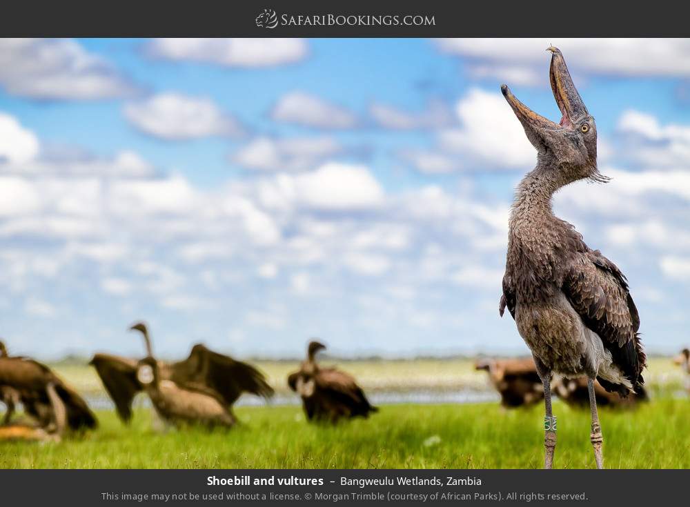 Shoebill and vultures in Bangweulu Wetlands, Zambia