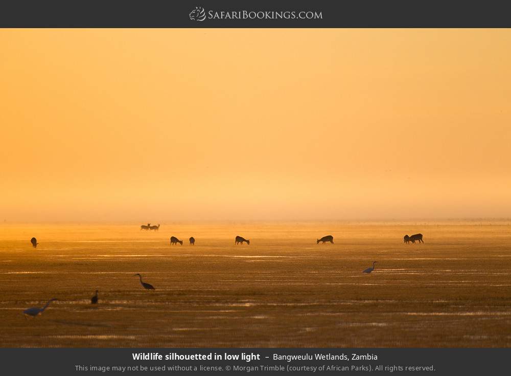Wildlife silhouetted in low light in Bangweulu Wetlands, Zambia