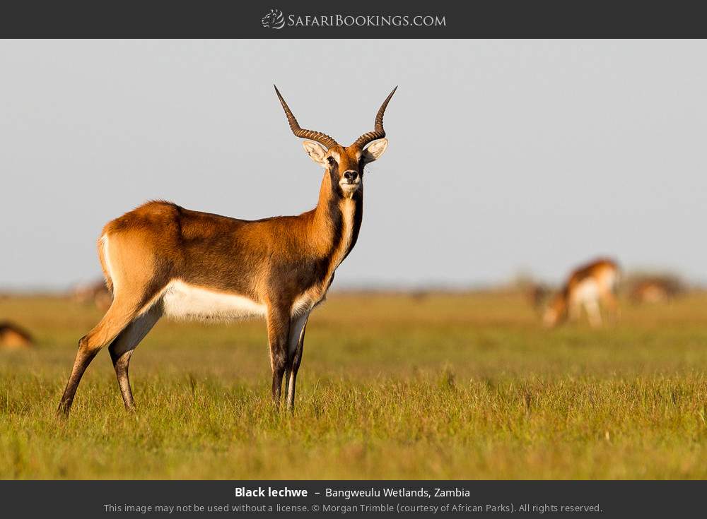 Black lechwe in Bangweulu Wetlands, Zambia