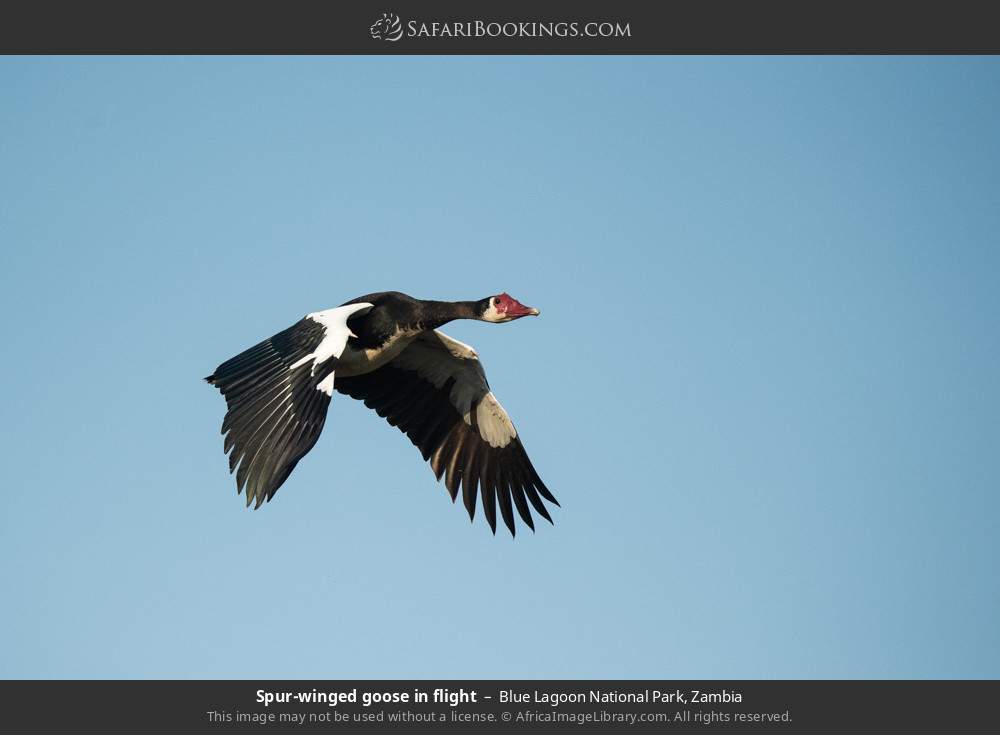 Spur-winged goose in flight in Blue Lagoon National Park, Zambia