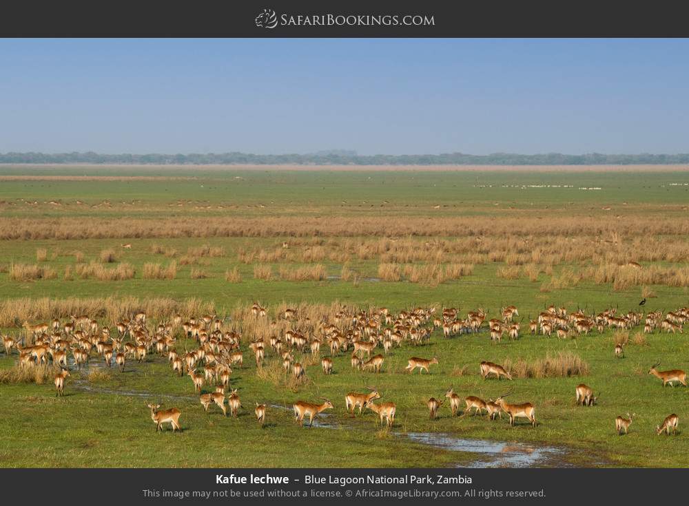 Kafue lechwes in Blue Lagoon National Park, Zambia
