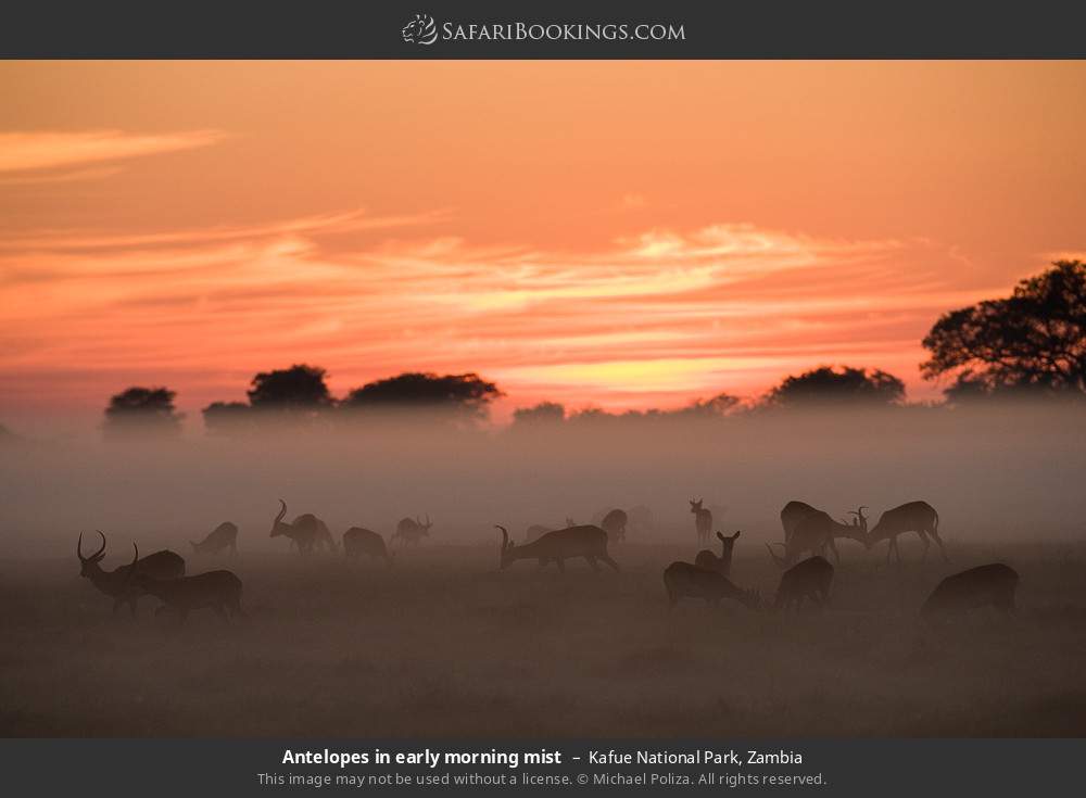 Antelopes in early morning mist in Kafue National Park, Zambia