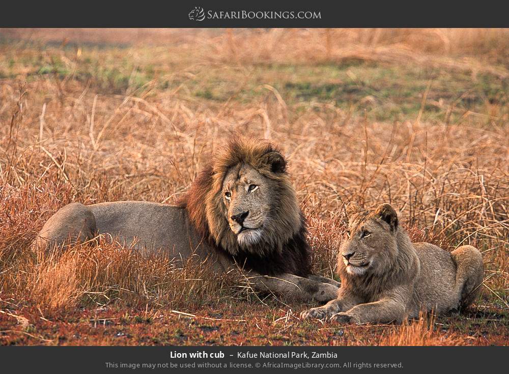 Lion with cub in Kafue National Park, Zambia