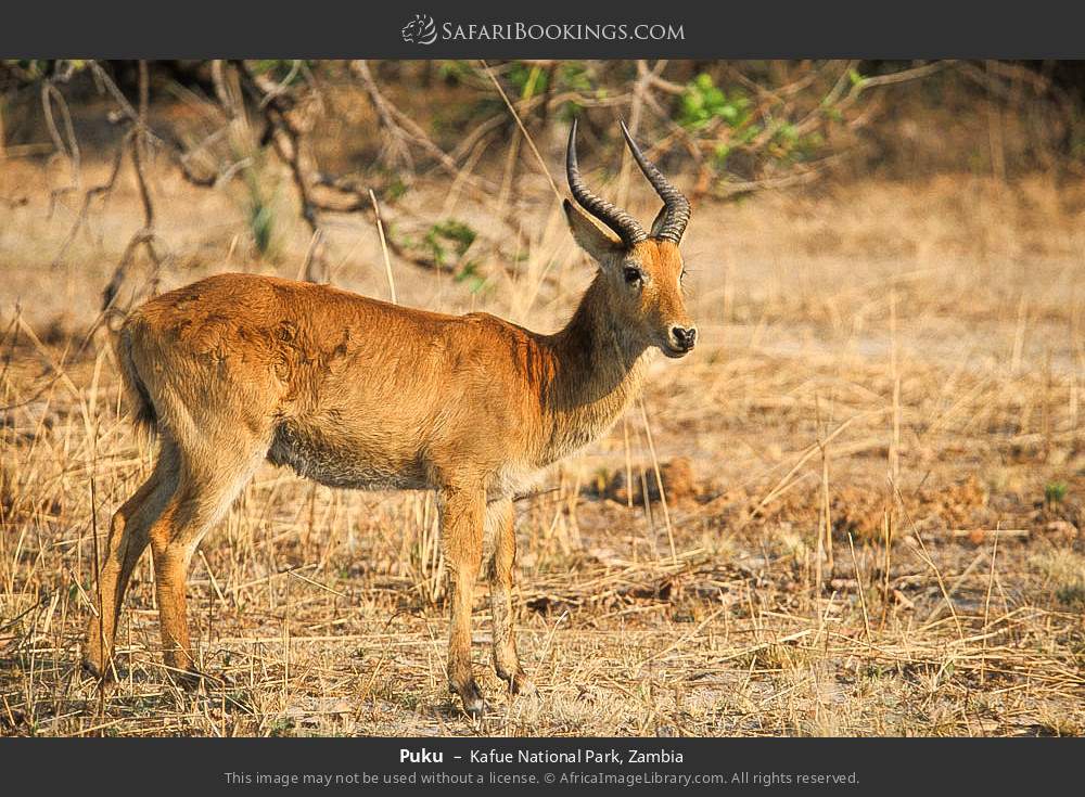 Puku in Kafue National Park, Zambia