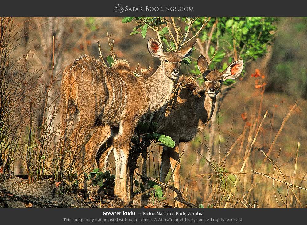 Greater kudus in Kafue National Park, Zambia