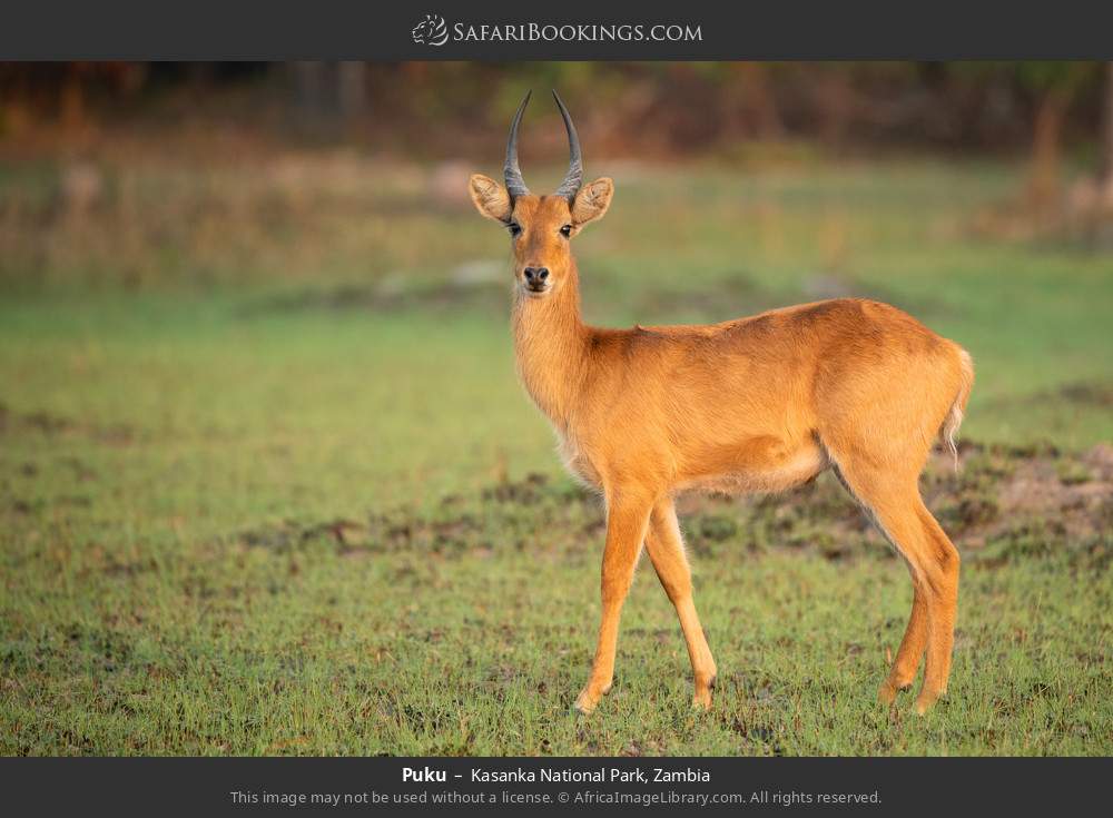 Puku in Kasanka National Park, Zambia