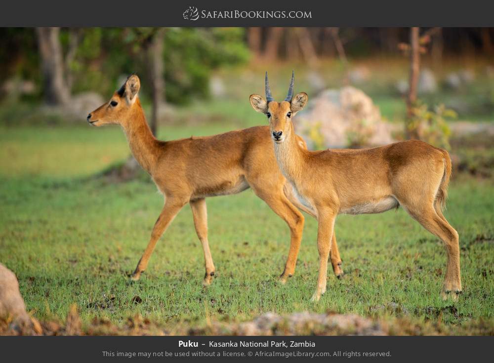 Pukus in Kasanka National Park, Zambia