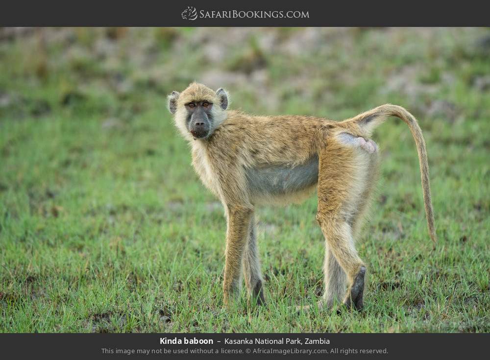 Kinda baboon in Kasanka National Park, Zambia