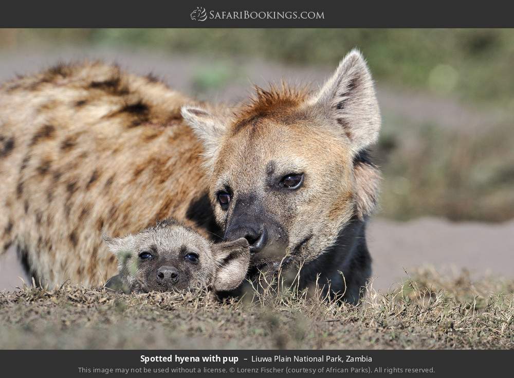 Spotted hyena with pup in Liuwa Plain National Park, Zambia