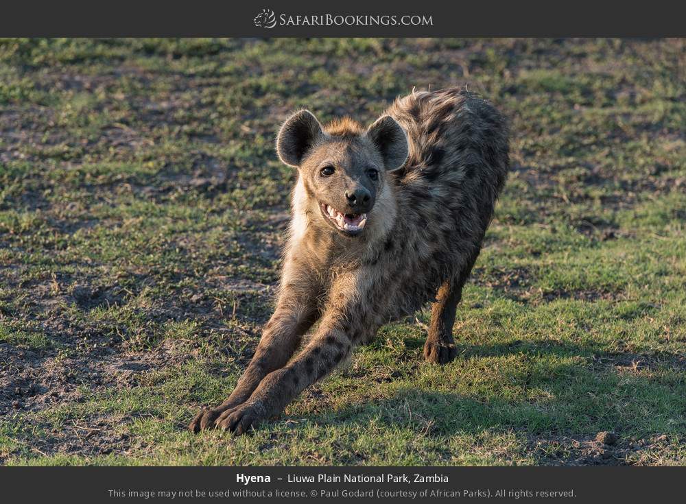 Hyena in Liuwa Plain National Park, Zambia