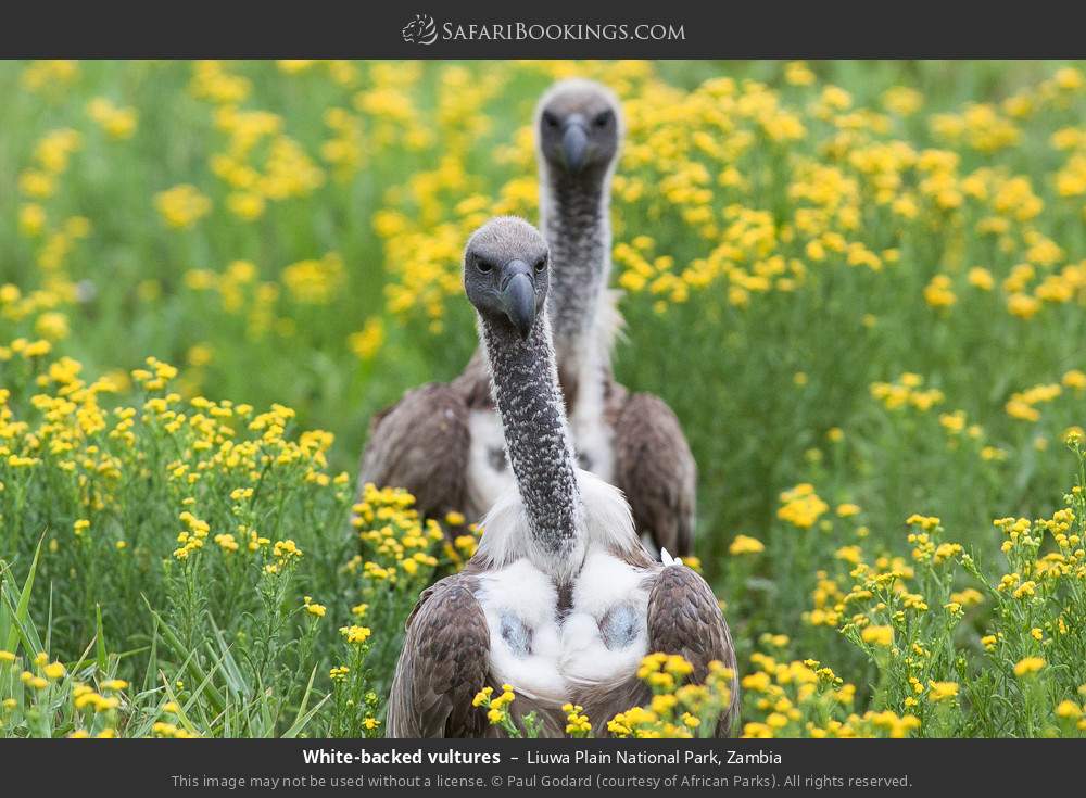 White-backed vultures in Liuwa Plain National Park, Zambia