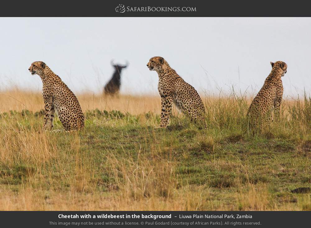 Cheetahs with a wildebeest in the background in Liuwa Plain National Park, Zambia