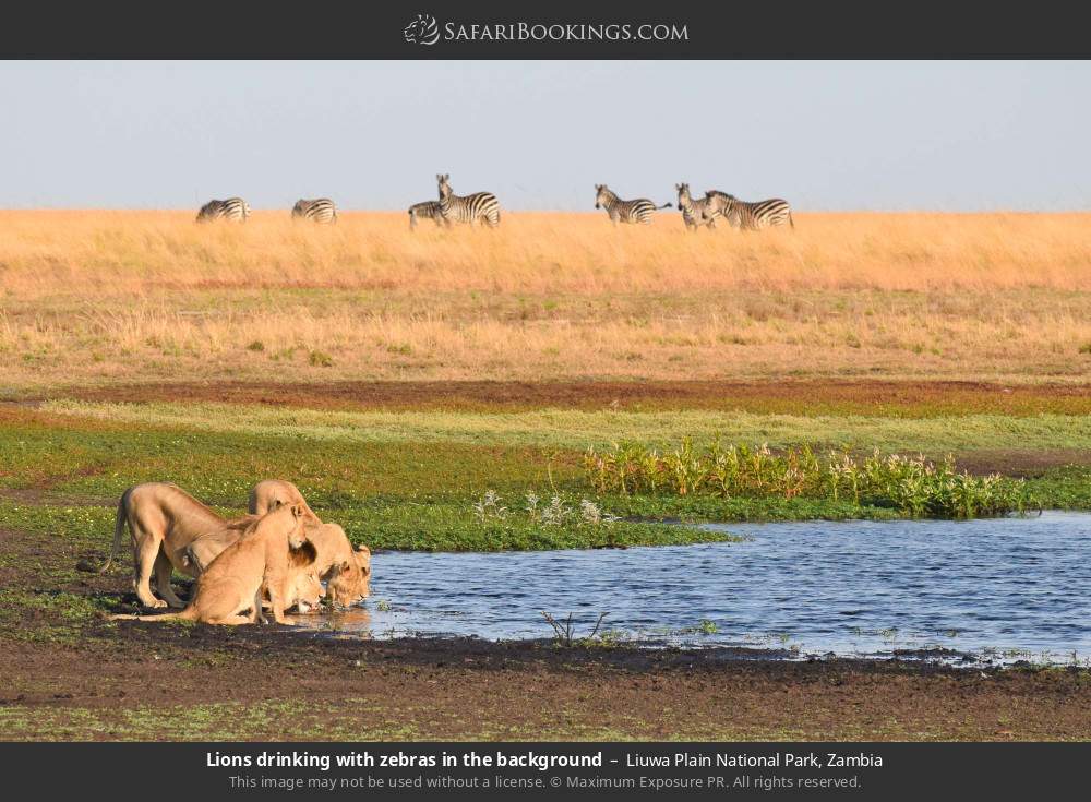 Lions drinking with zebras in the background in Liuwa Plain National Park, Zambia