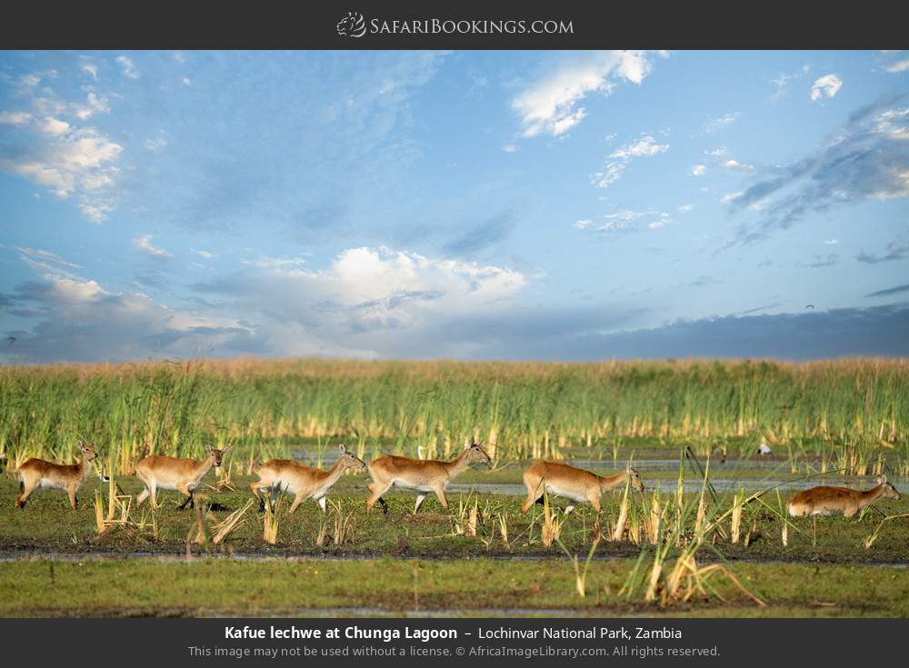 Kafue lechwes at Chunga Lagoon in Lochinvar National Park, Zambia