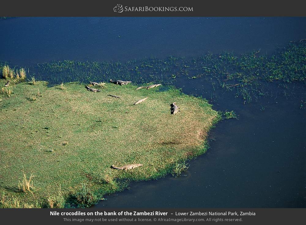 Nile crocodiles on the bank of the Zambezi River in Lower Zambezi National Park, Zambia