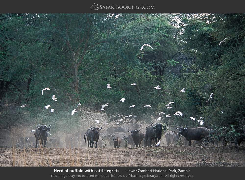 Herd of buffalo with cattle egrets  in Lower Zambezi National Park, Zambia