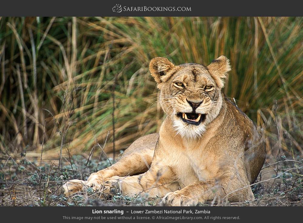 Lion snarling in Lower Zambezi National Park, Zambia