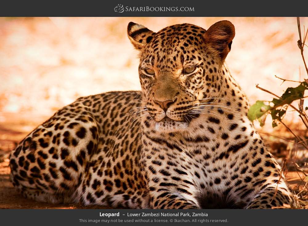 Leopard in Lower Zambezi National Park, Zambia