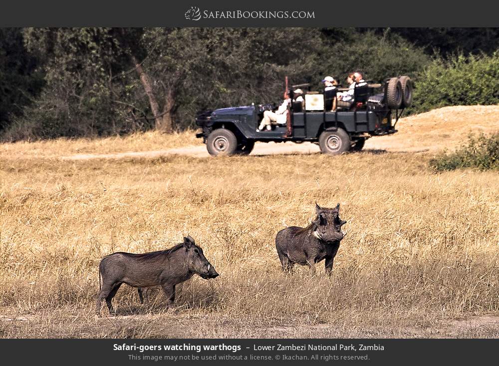 Safari-goers watching warthogs in Lower Zambezi National Park, Zambia