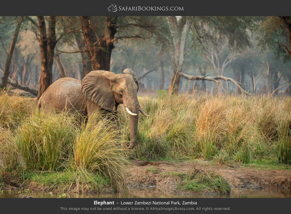 Elephant in Lower Zambezi National Park, Zambia