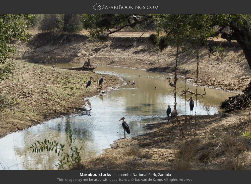 Marabou storks in Luambe National Park, Zambia