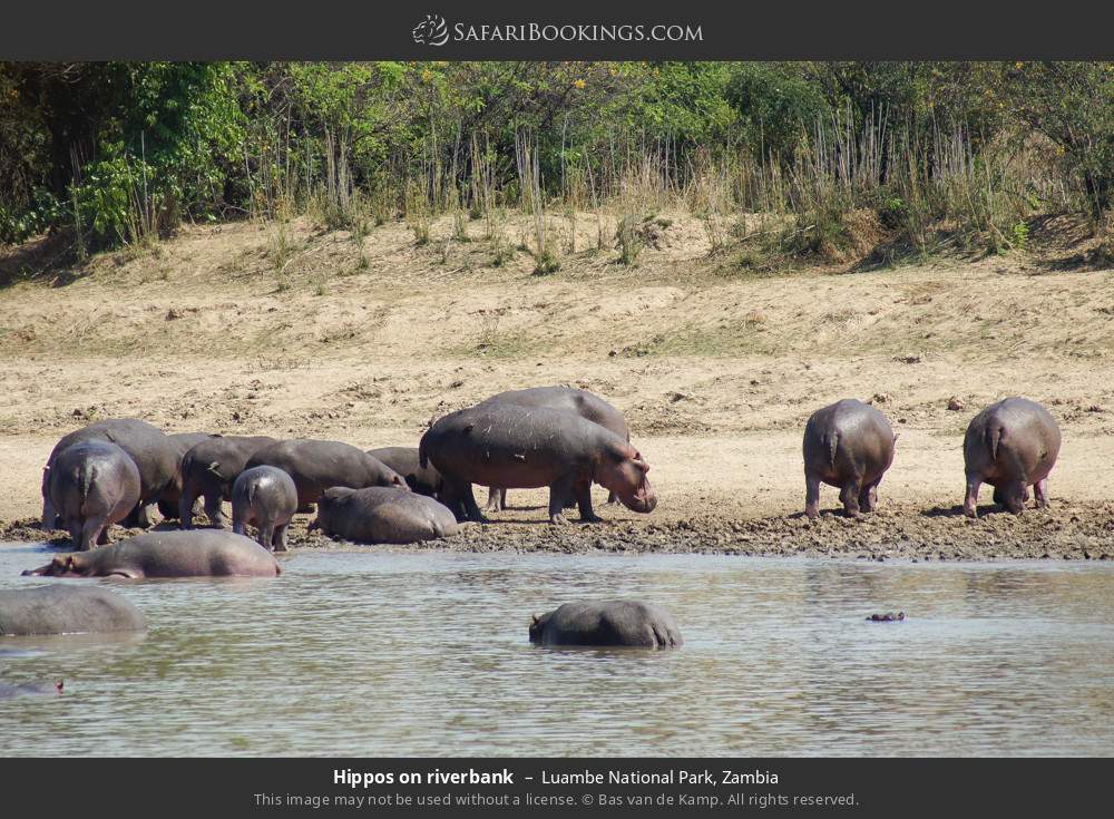 Hippos on the riverbank in Luambe National Park, Zambia
