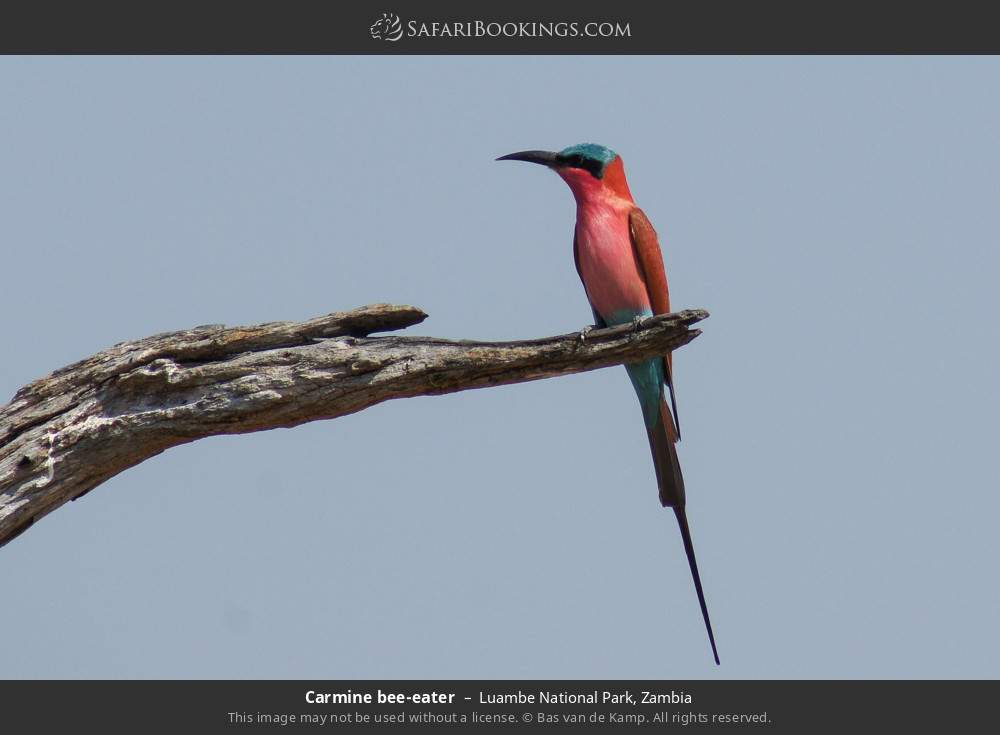 Carmine bee-eater in Luambe National Park, Zambia