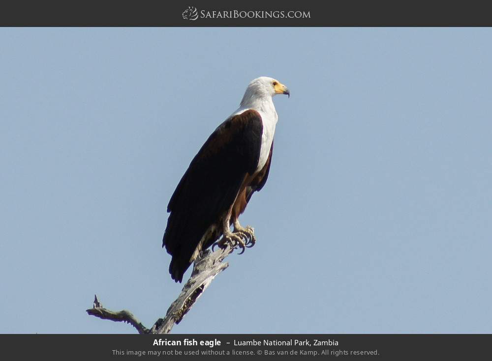African fish eagle in Luambe National Park, Zambia