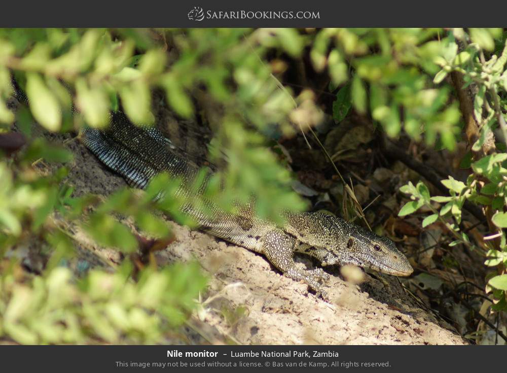 Nile monitor in Luambe National Park, Zambia