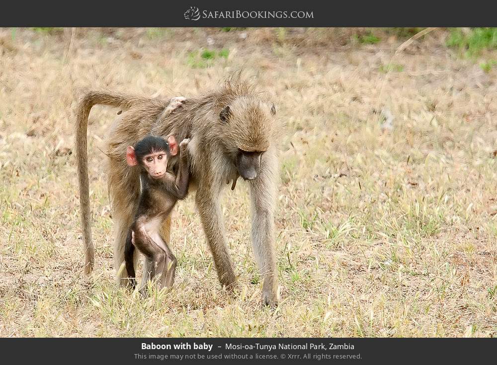 Baboon with baby in Mosi-oa-Tunya National Park, Zambia