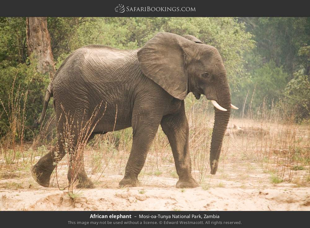 African elephant in Mosi-oa-Tunya National Park, Zambia