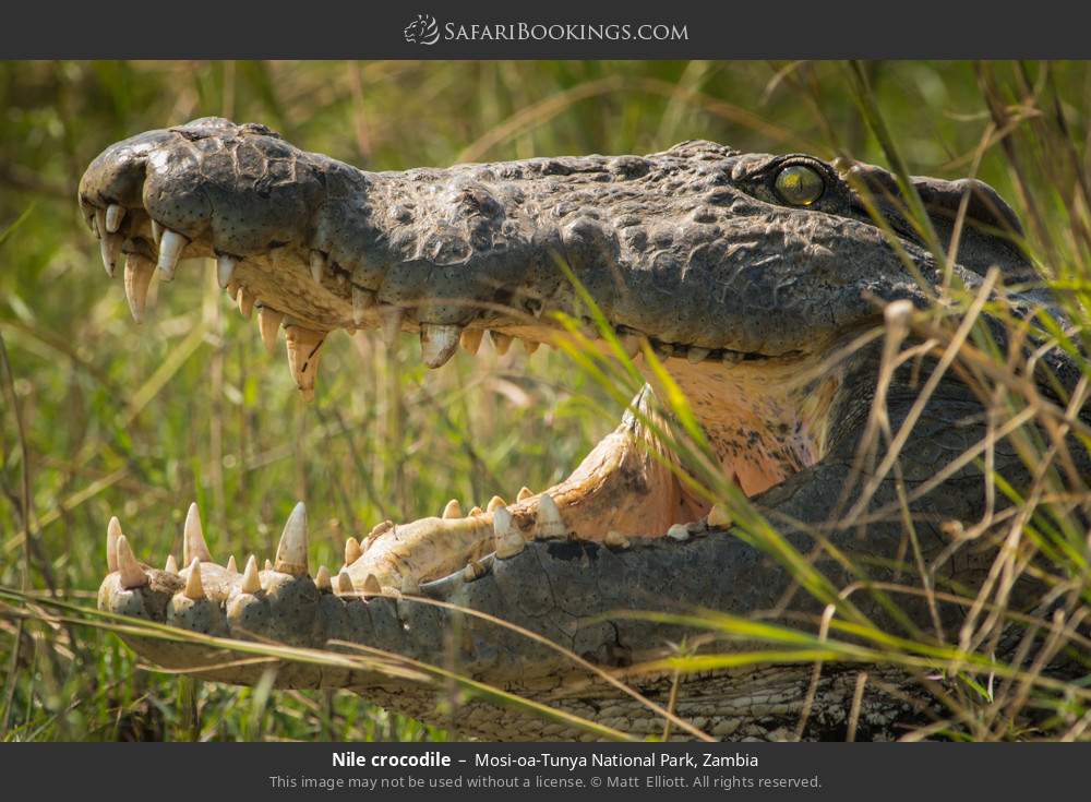 Nile crocodile in Mosi-oa-Tunya National Park, Zambia