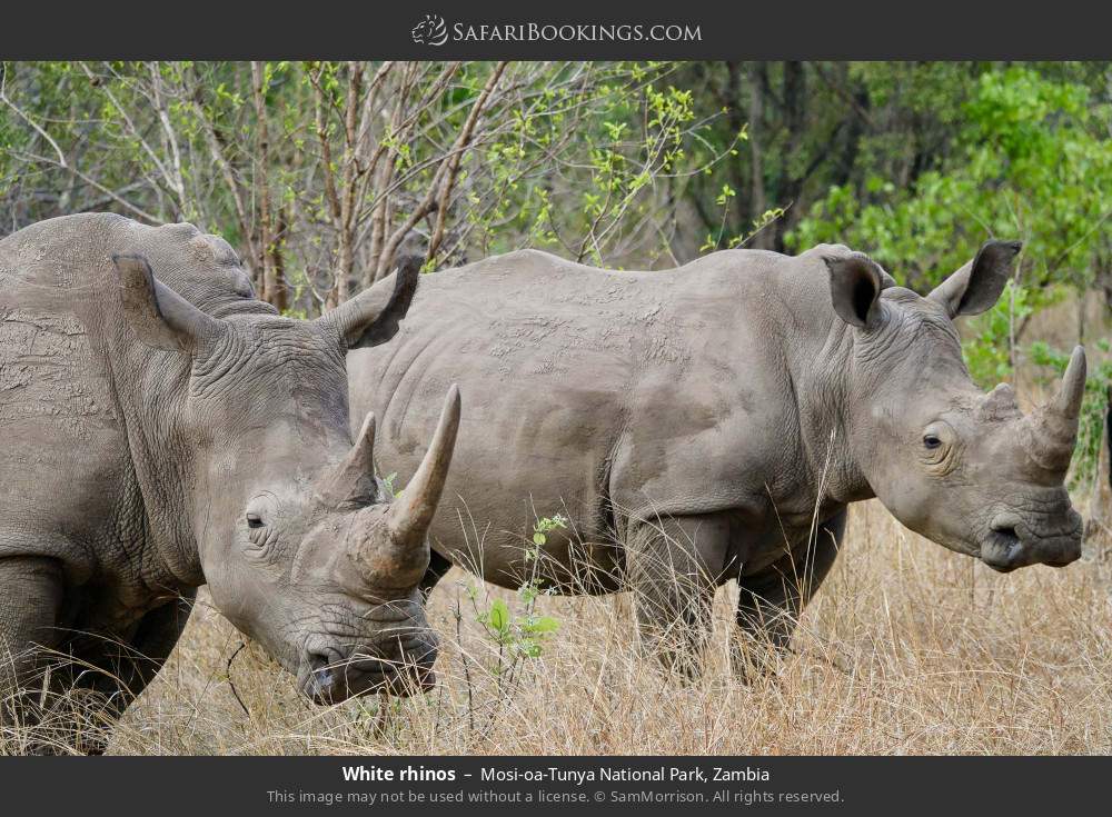 White rhinos in Mosi-oa-Tunya National Park, Zambia