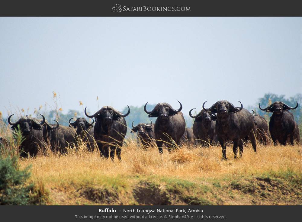 Buffalo in North Luangwa National Park, Zambia