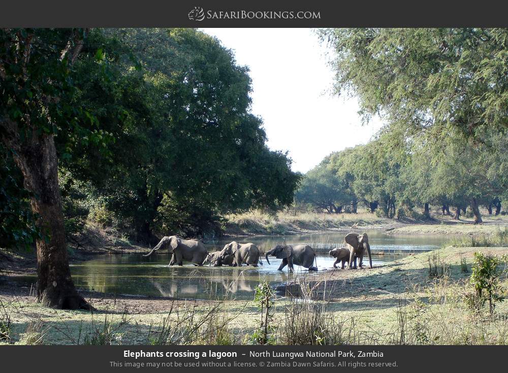 Elephants crossing a lagoon in North Luangwa National Park, Zambia
