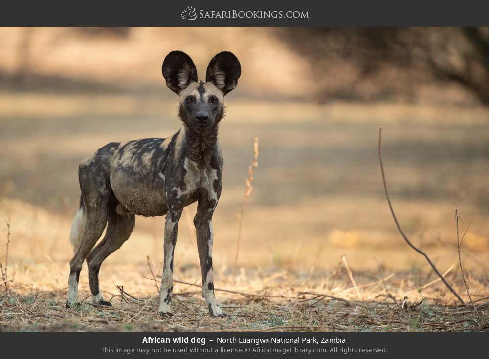 African wild dog in North Luangwa National Park, Zambia
