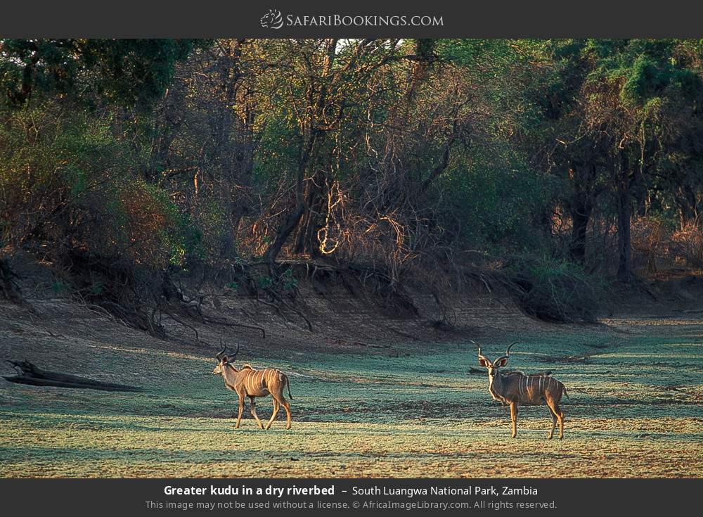 Greater kudus in a dry riverbed in South Luangwa National Park, Zambia
