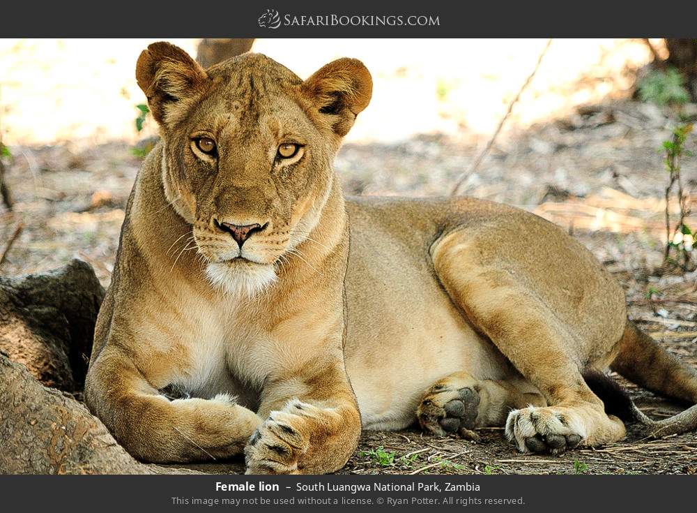 Female lion in South Luangwa National Park, Zambia