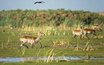 Lochinvar National Park