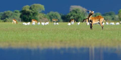 15-Day Zambia Walking Safari with Bat Migration