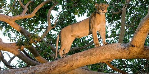 Comfort Safari Tour (Tarangire, Crater & Manyara)