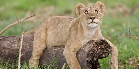 Zambia Wild Escape