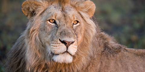 5-Day The Ultimate Victoria Falls & Wildlife Journey