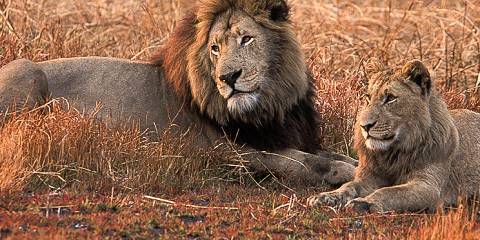 5-Day Wild Horizons - a Journey Through Untamed Kafue