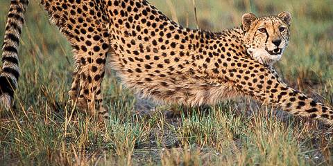 4-Day Authentic Bushcamp in North Kafue National Park